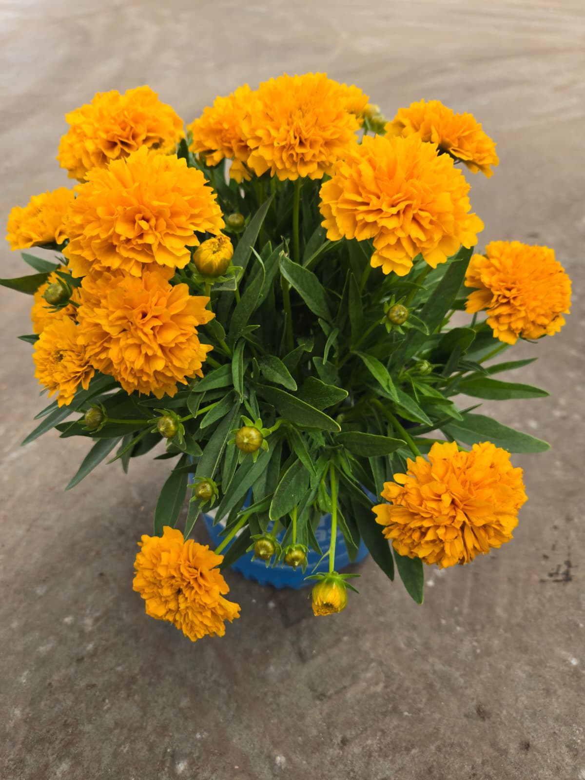 Coreopsis grandiflora - Solanna™ Golden Sphere Tickseed