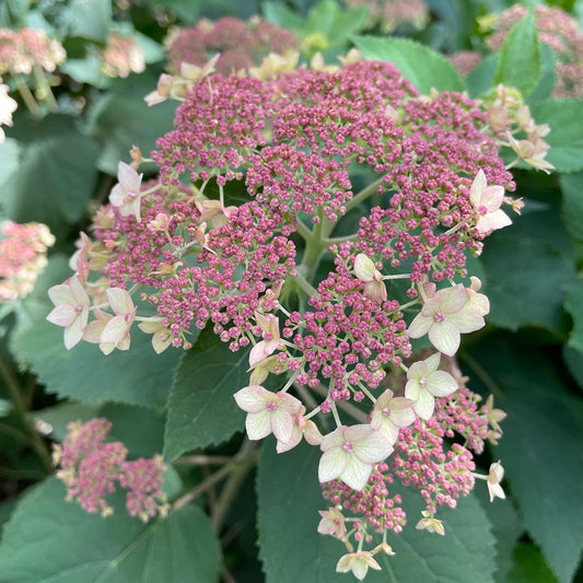 Hydrangea arborescens - Pinky Pollen Ring™ Hydrangea