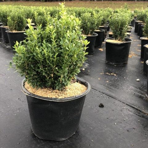 Buxus sinica var. insularis - Franklin's Gem Korean Boxwood