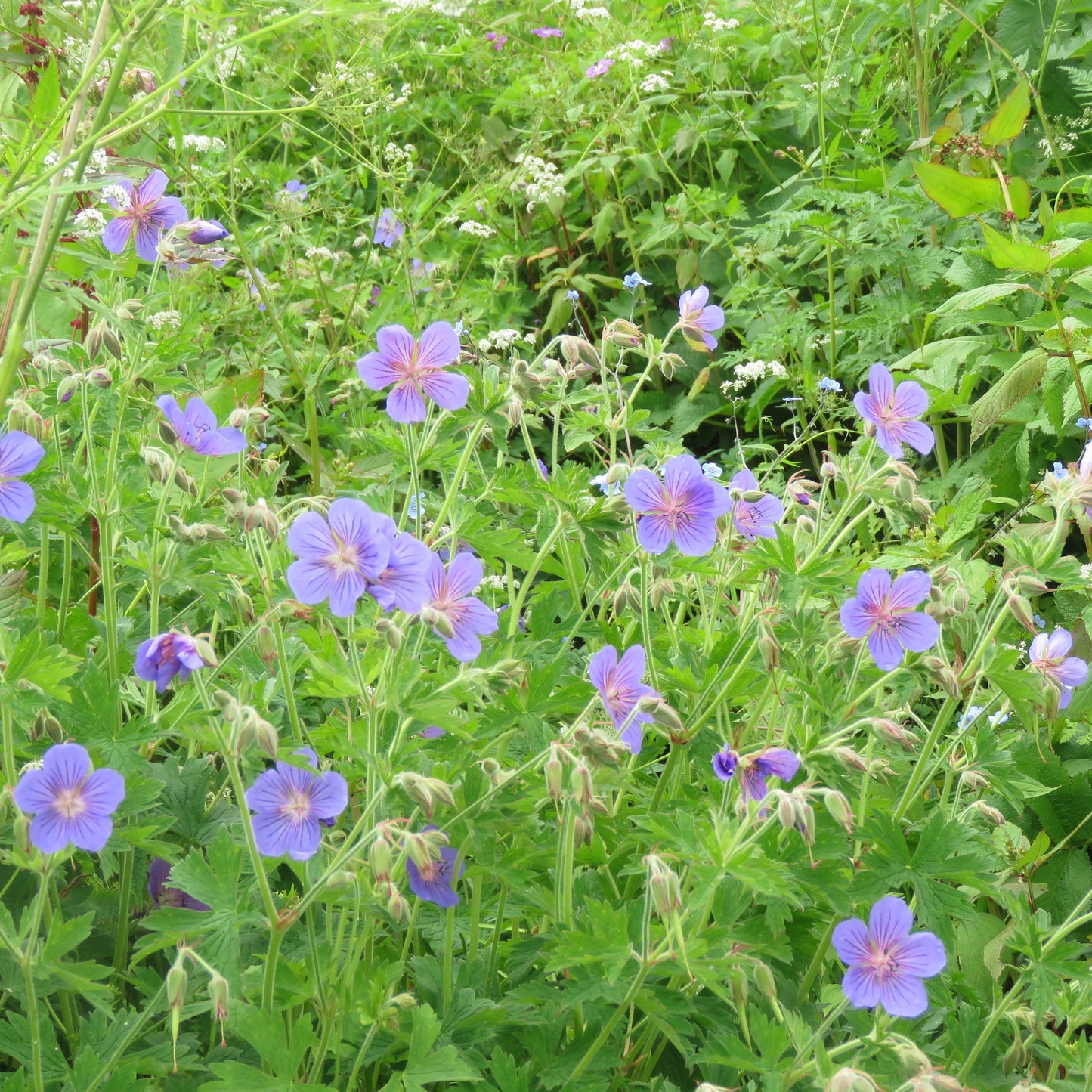 Geranium - Azure Rush Cranesbill