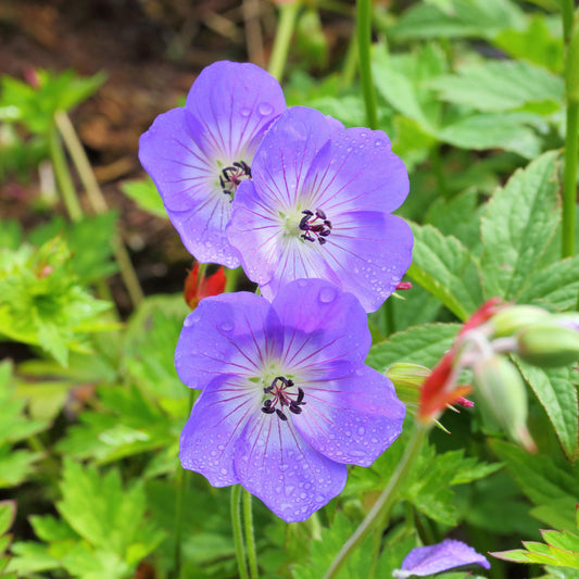 Geranium - Rozanne Cranesbill
