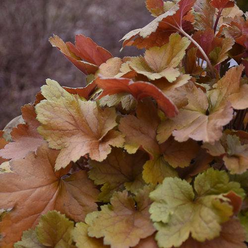 Heuchera - Dolce® Toffee Tart Heuchera