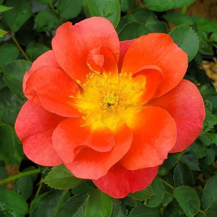Rosa x - Rise Up® Emberays® Climbing Rose