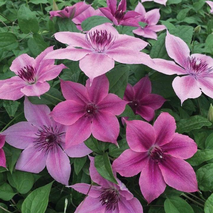 Clematis - Rosalie™ Clematis
