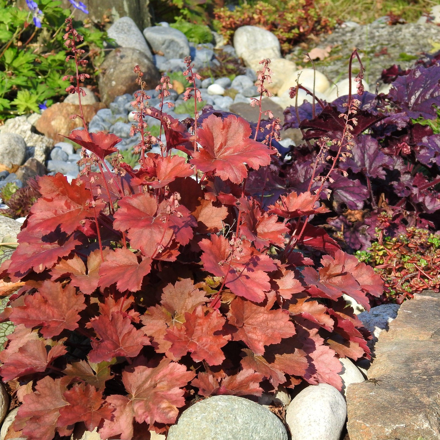 Heuchera x - Northern Exposure™ Red Heuchera
