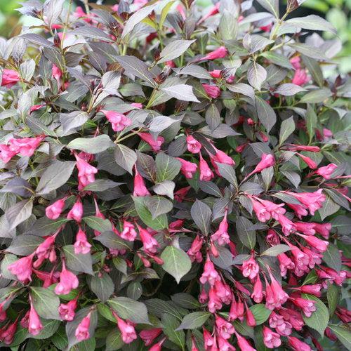 Weigela florida - Midnight Wine Shine® Weigela