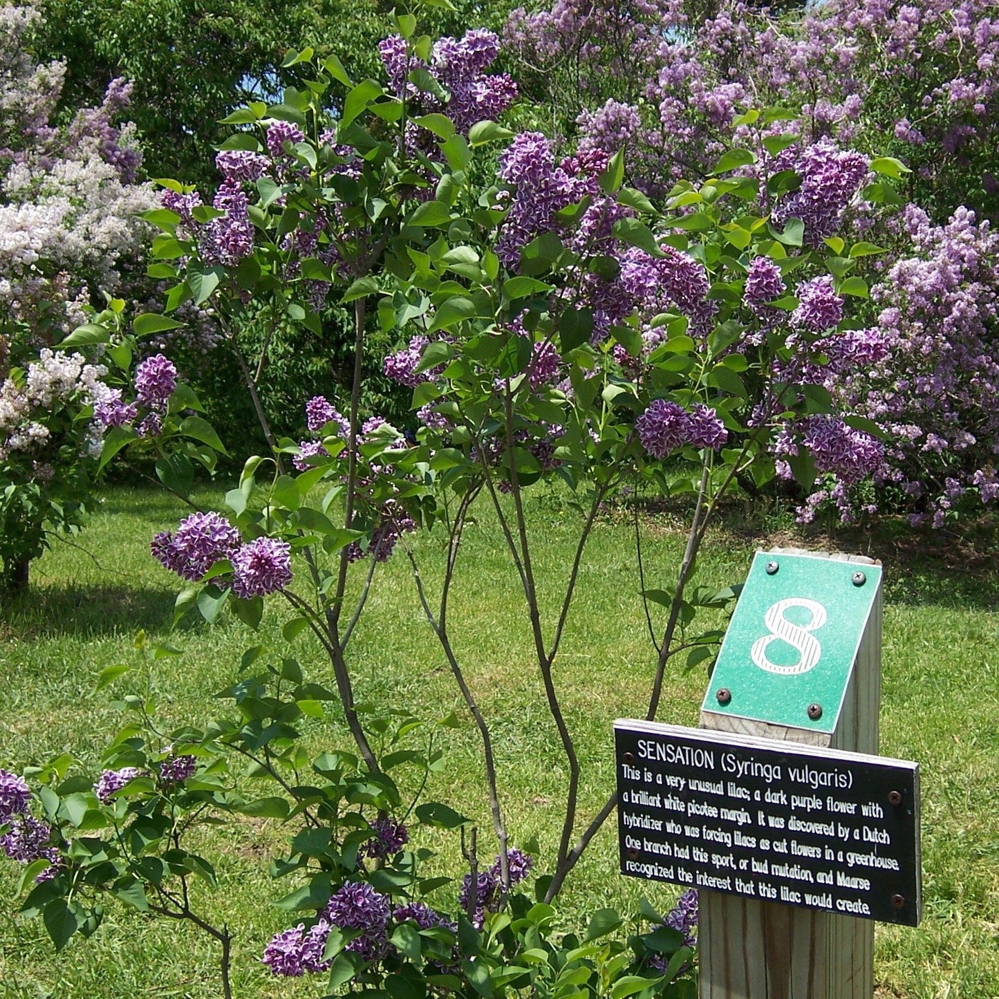 Syringa vulgaris - Sensation Lilac