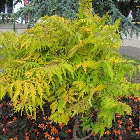 Rhus typhina - First Editions® Tiger Eyes Staghorn Sumac