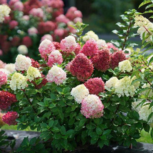 Hydrangea paniculata - Proven Winners® Little Lime Punch® Hydrangea