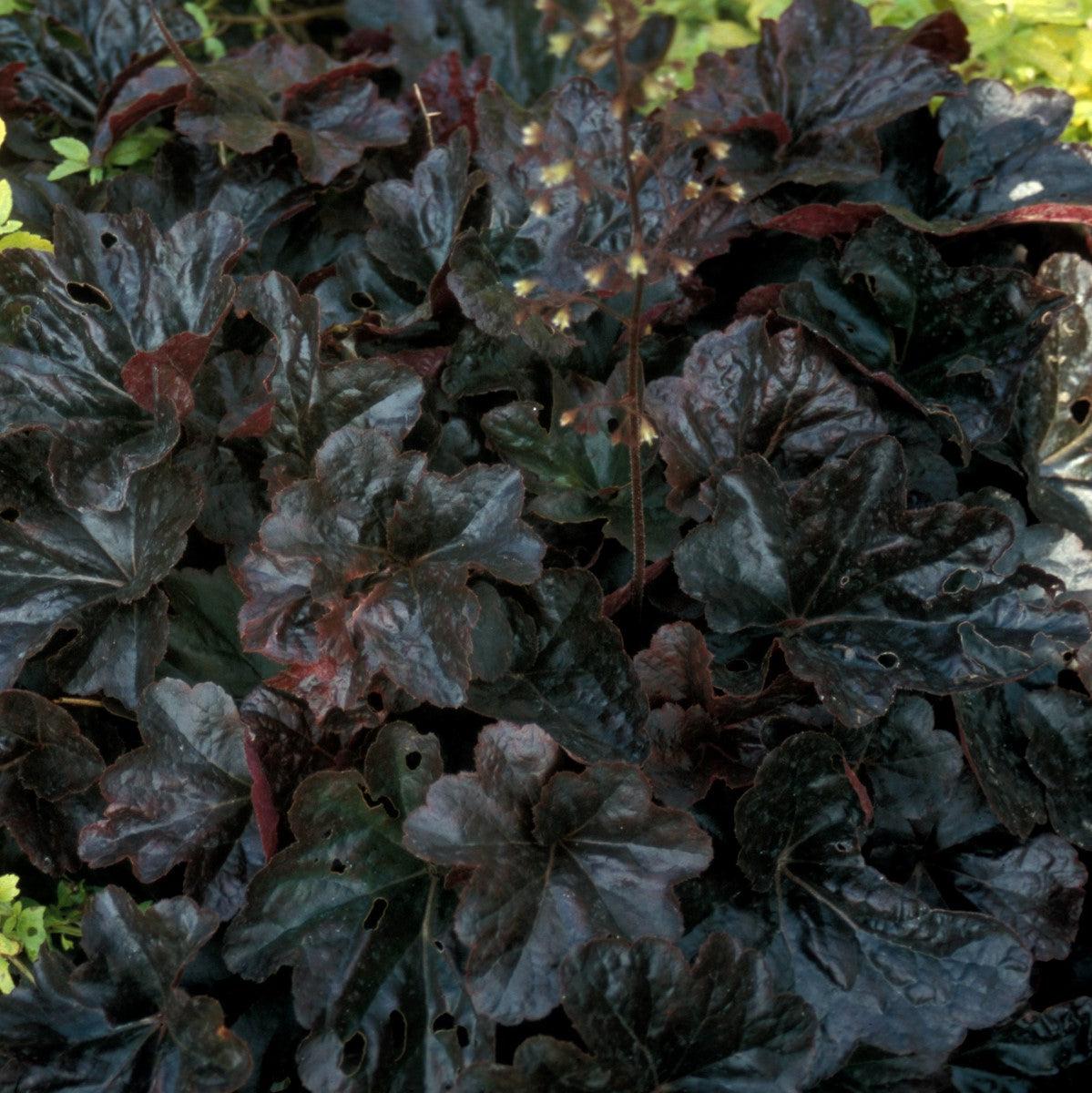 Heuchera - Obsidian Coral Bells