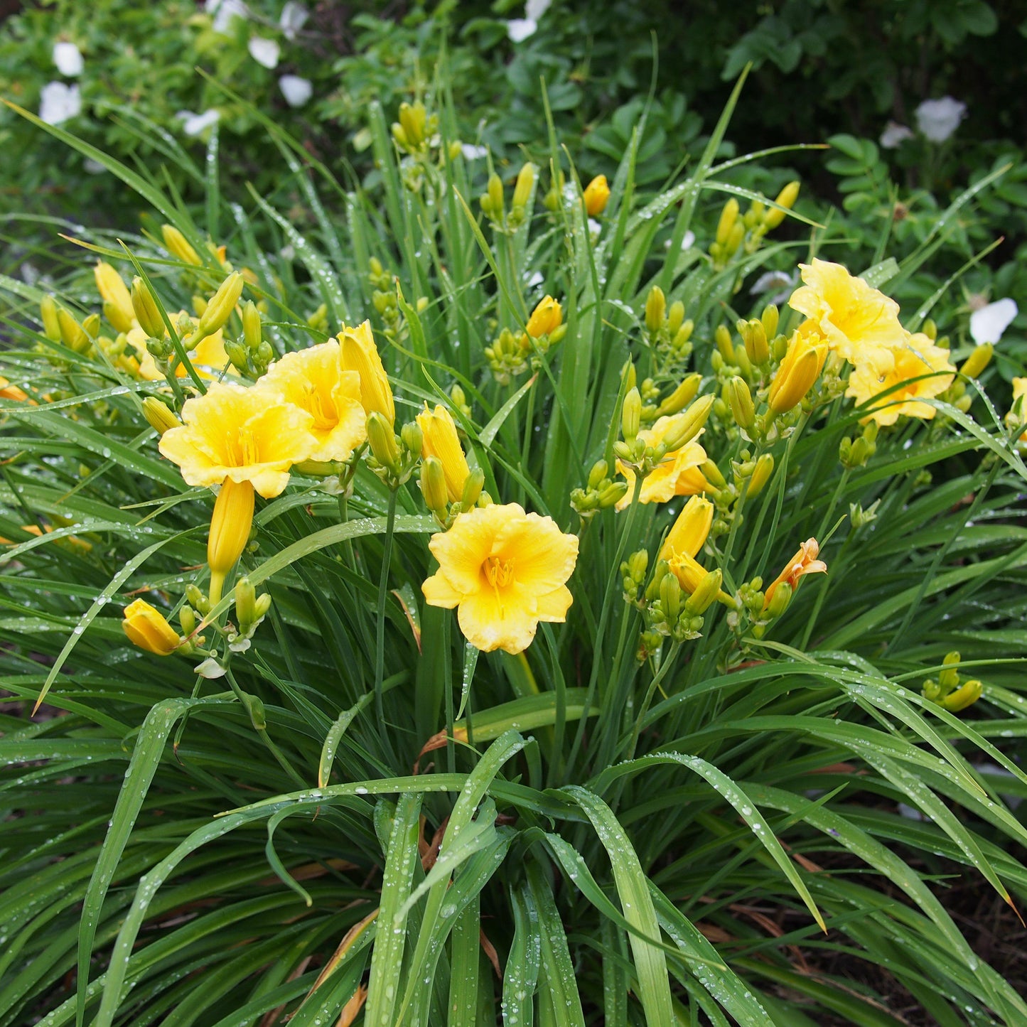 Hemerocallis - Stella de Oro Daylily