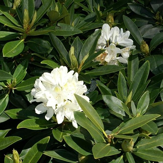 Rhododendron catawbiense 'Chionoides'