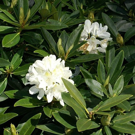Rhododendron catawbiense 'Chionoides'