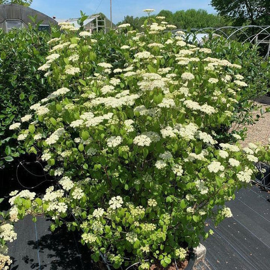 Viburnum dentatum -  NativeStar® Plum Pudding Viburnum