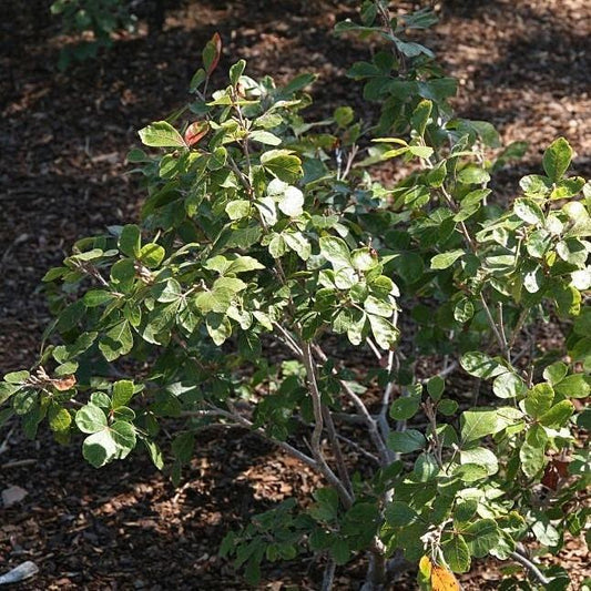 Rhus aromatica - Gro-Low Fragrant Sumac
