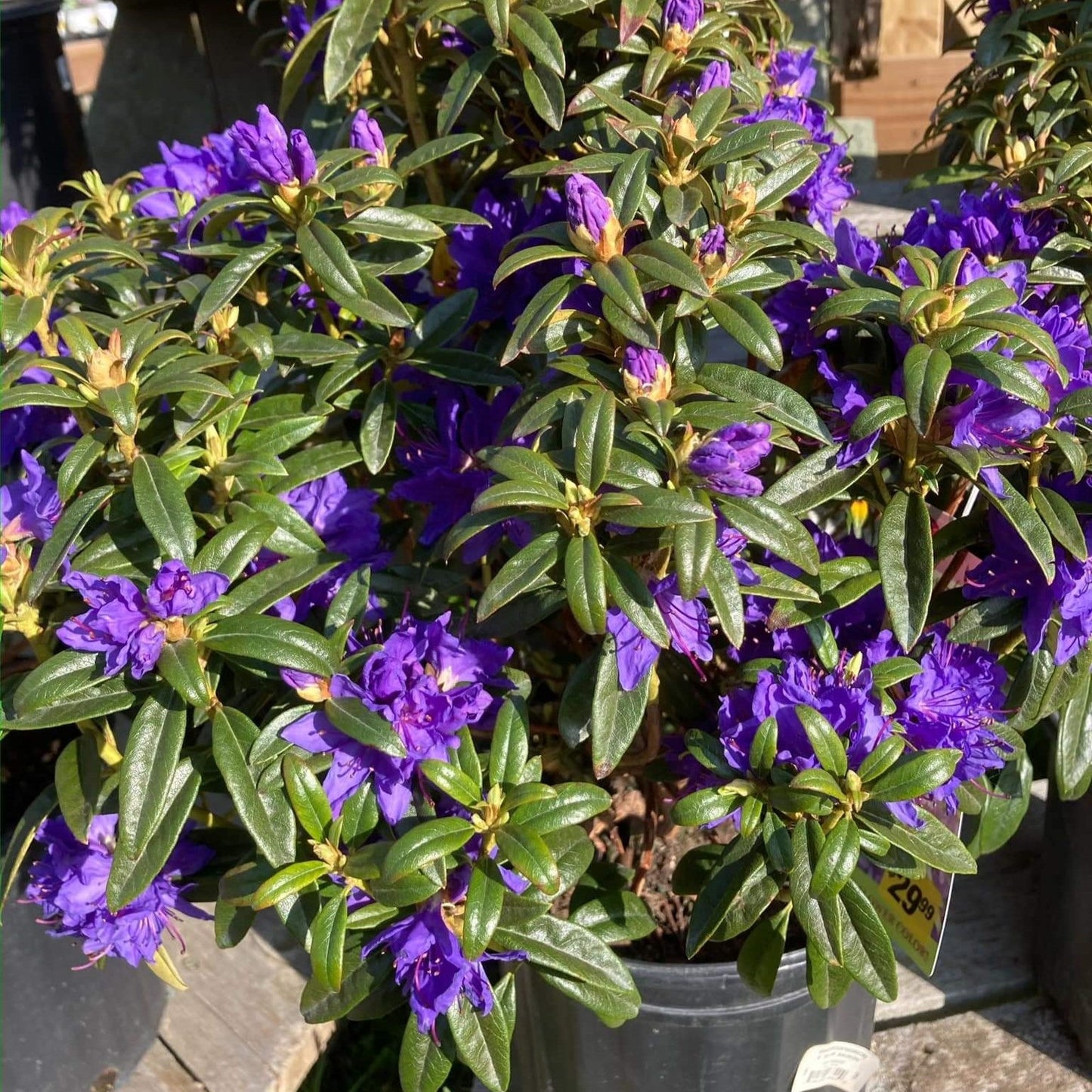 Rhododendron - Blue Baron Rhododendron