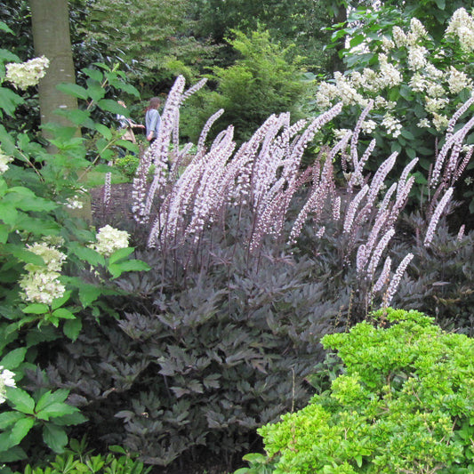 Actaea simplex - Brunette Bugbane, Cohosh