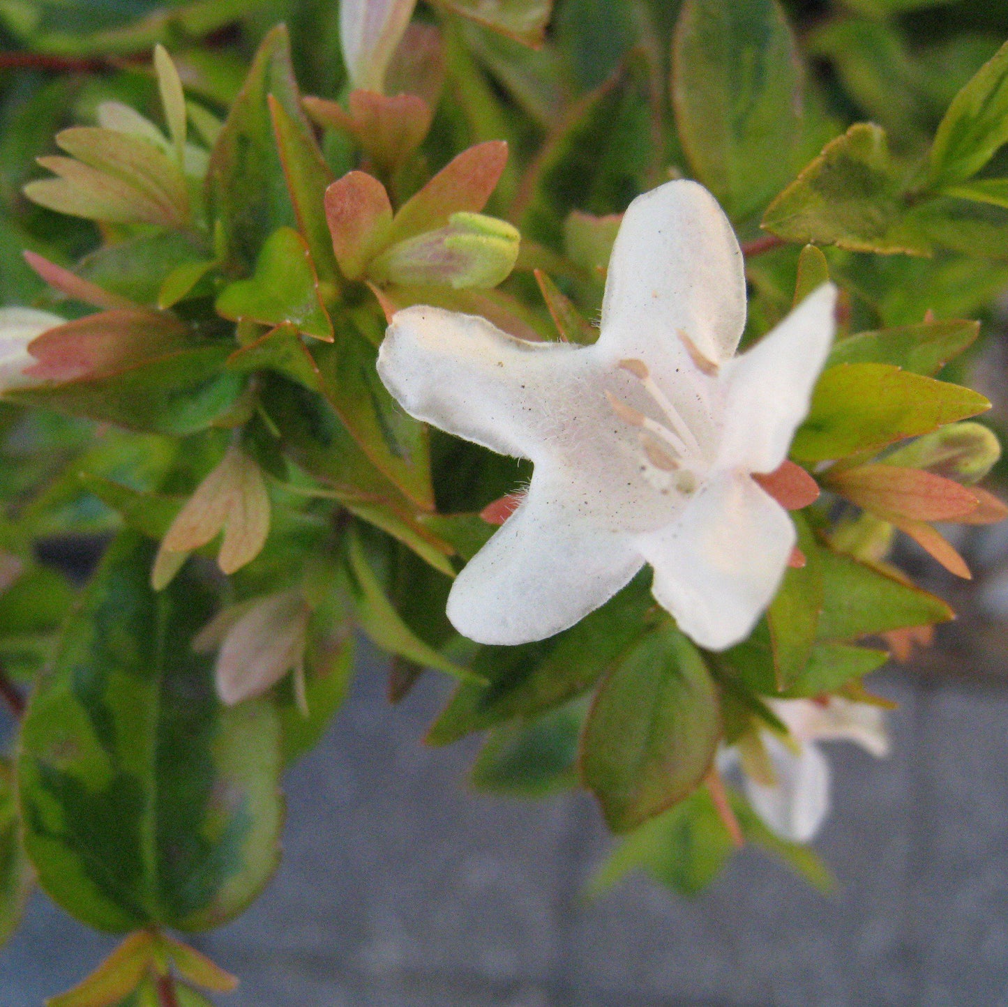 Abelia x grandiflora - Kaleidoscope Abelia