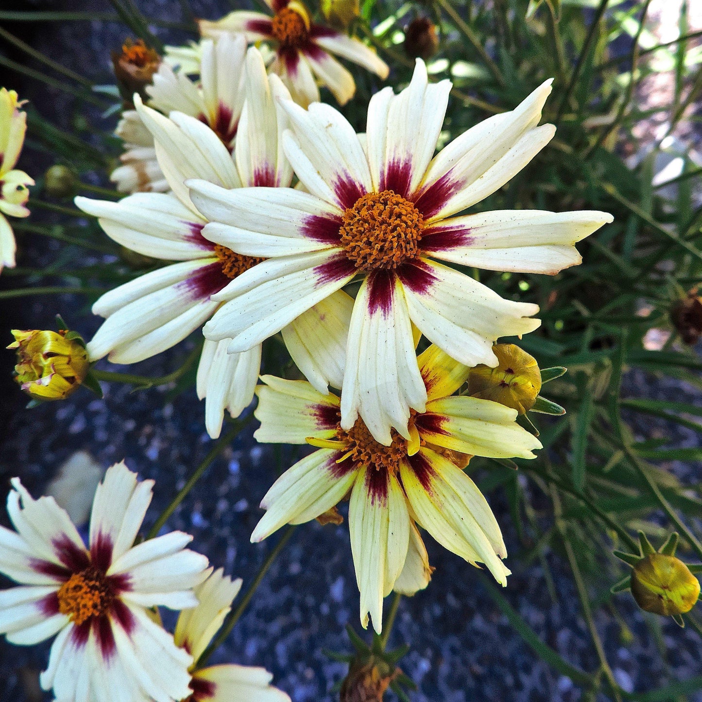 Coreopsis x verticillata - Lil' Bang™ Starlight Coreopsis