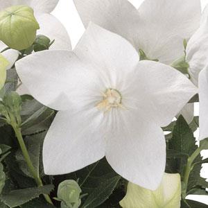 Platycodon grandiflorus - Astra White Balloon Flower