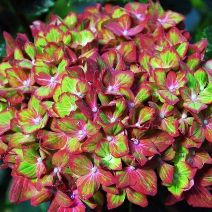 Hydrangea macrophylla - Next Generation® Pistachio Hydrangea