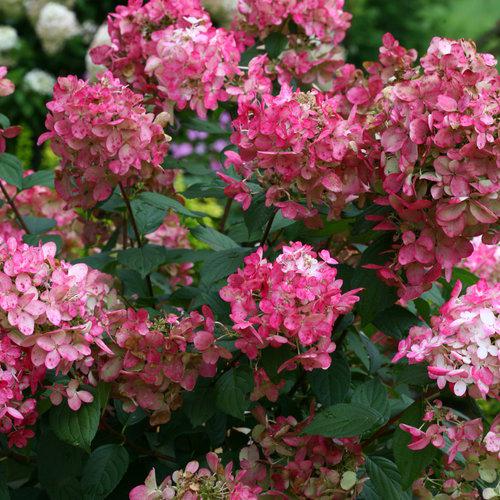 Hydrangea paniculata - Fire Light® Hardy Hydrangea