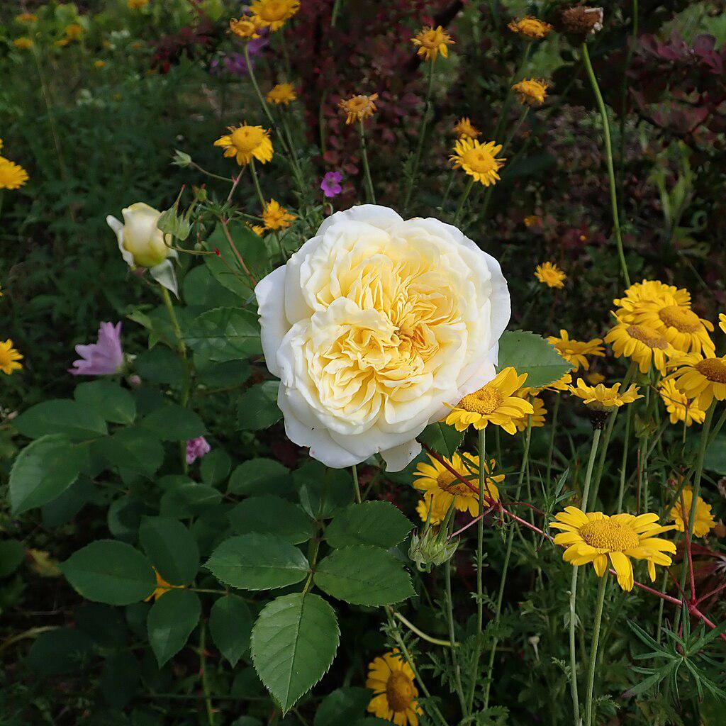 Rosa - The Pilgrim® Rose