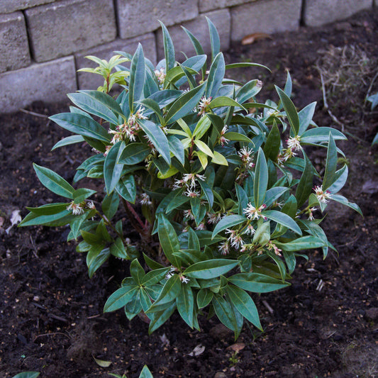 Sarcococca hookeriana var. humilis  - Dwarf Sweetbox