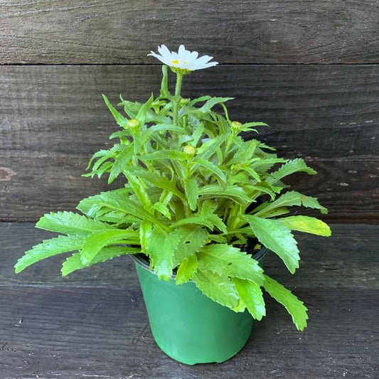 Leucanthemum x superbum - Snowcap Shasta Daisy