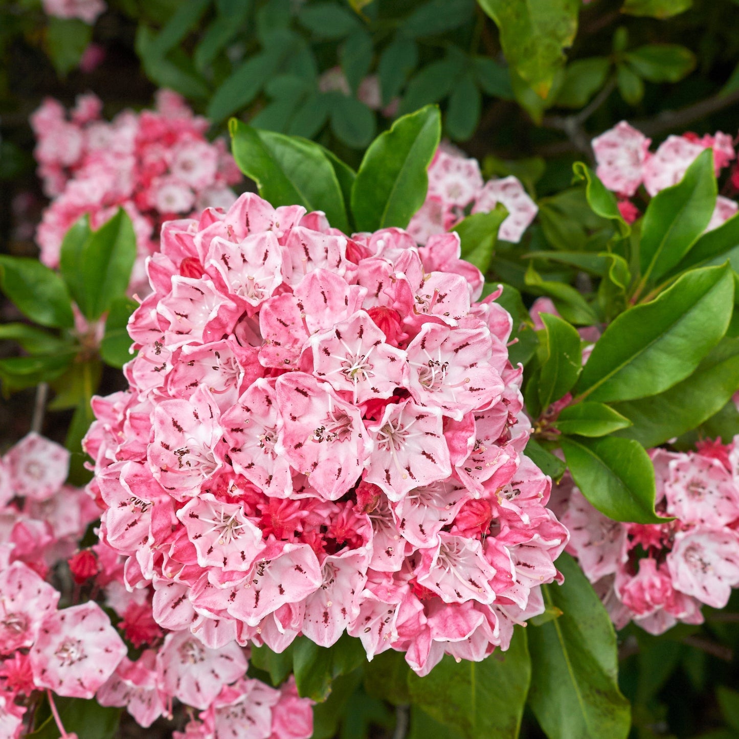 Kalmia latifolia - Nipmuck Mountain Laurel