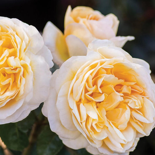 Rosa - Moonlight Romantica® Rose