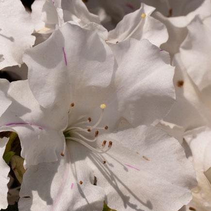 Encore® Autumn Lily™ Azalea