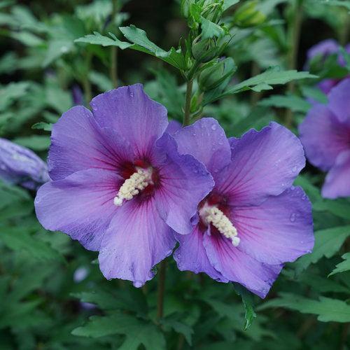 Hibiscus x - Paraplu Violet® Rose of Sharon