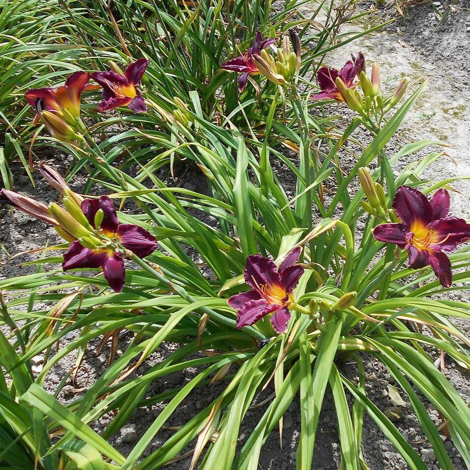 Hemerocallis - Bela Lugosi Daylily