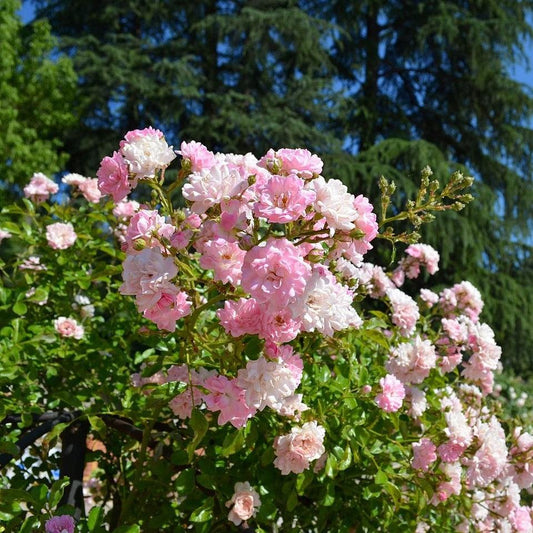Rosa - The Fairy Rose