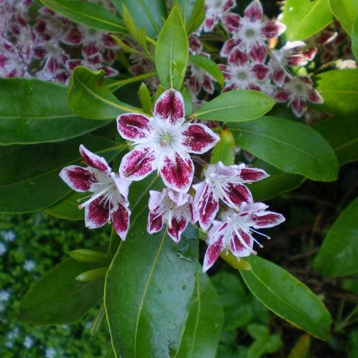 Kalmia latifolia - Galaxy Mountain Laurel