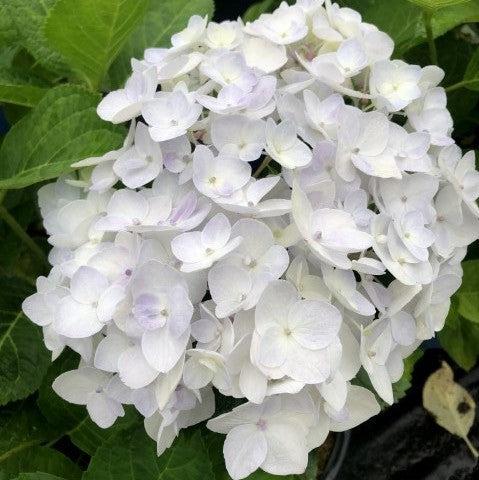 Hydrangea macrophylla - Endless Summer® Blushing Bride® Hydrangea