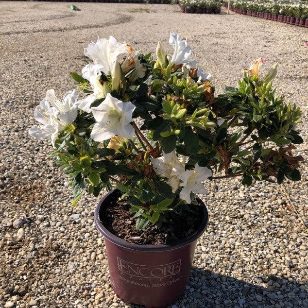 Encore® Autumn Lily™ Azalea