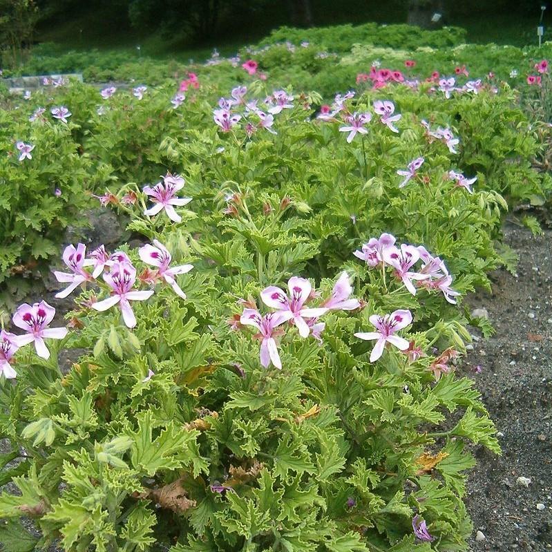 Pelargonium graveolens - Citronella Scented Geranium