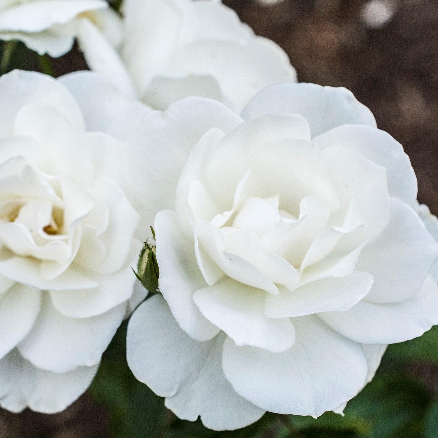 Rosa - Iceberg Rose