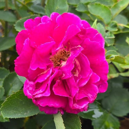 Rosa x - Showpiece™ Purple Rose