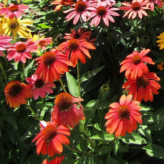 Echinacea  - Panama® Red Coneflower