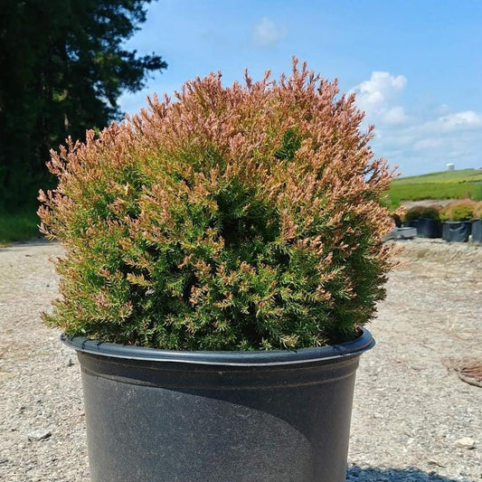 Thuja occidentalis  - Fire Chief™ Globe Arborvitae