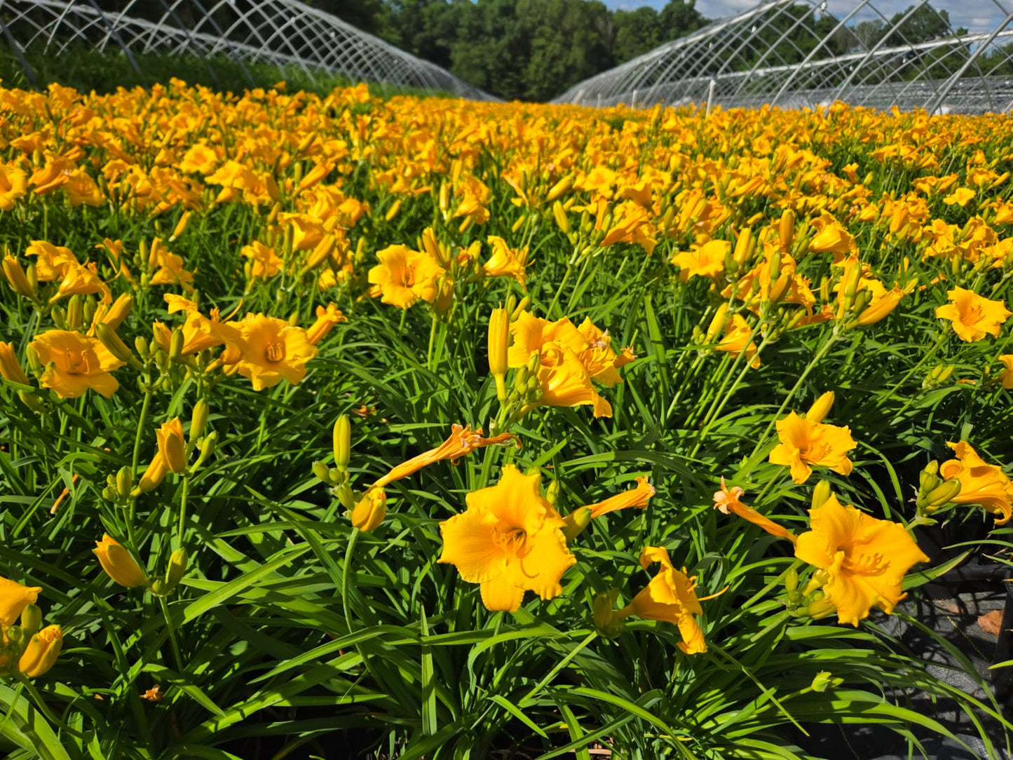 Hemerocallis - Stella de Oro Daylily