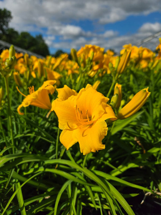 Hemerocallis - Stella de Oro Daylily