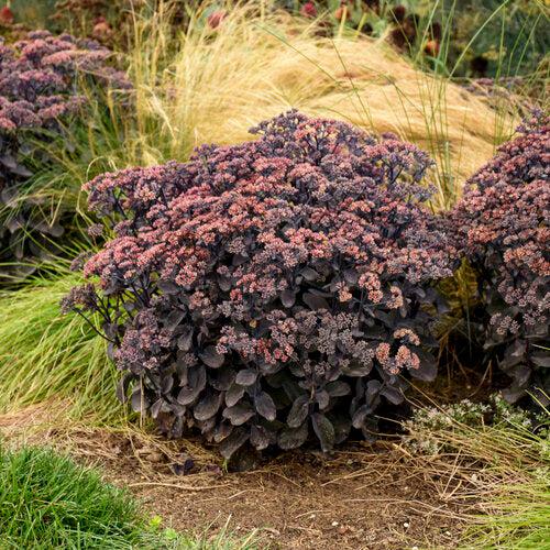 Sedum - Rock 'N Grow® Back In Black Stonecrop