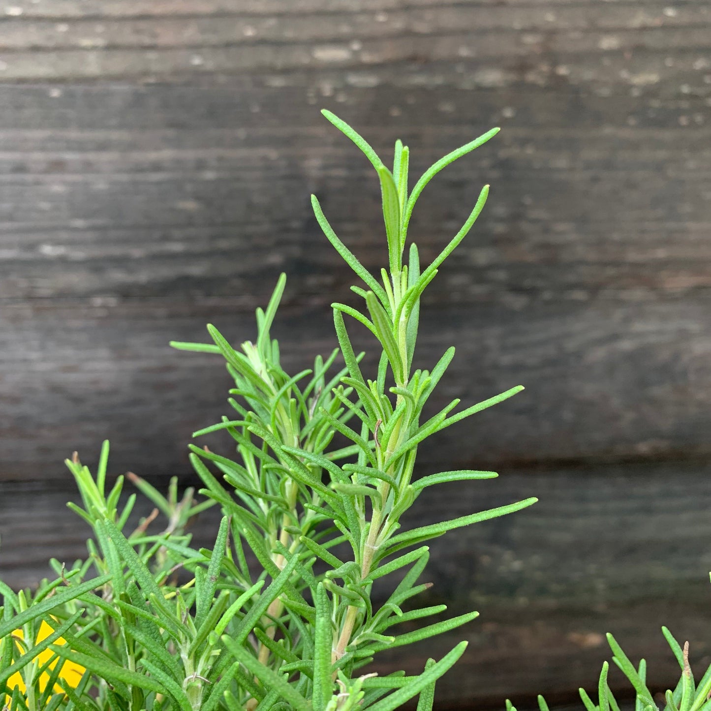 Rosmarinus officinalis - Tuscan Blue Rosemary