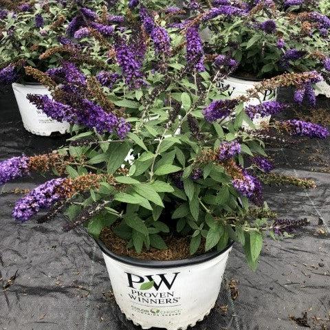 Buddleia davidii - Pugster Blue® Dwarf Butterfly Bush