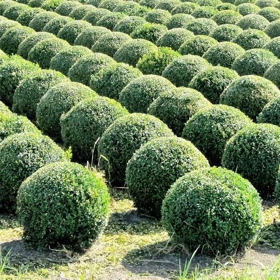 Buxus microphylla japonica - Baby Gem™ Boxwood