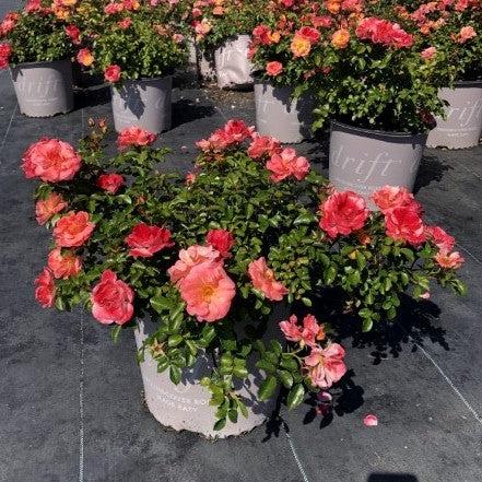 Rosa - Peach Drift® Rose